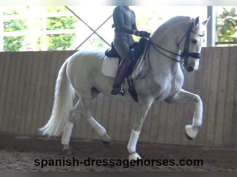 PRE Mestizo Caballo castrado 11 años 168 cm Tordo in Barcelona