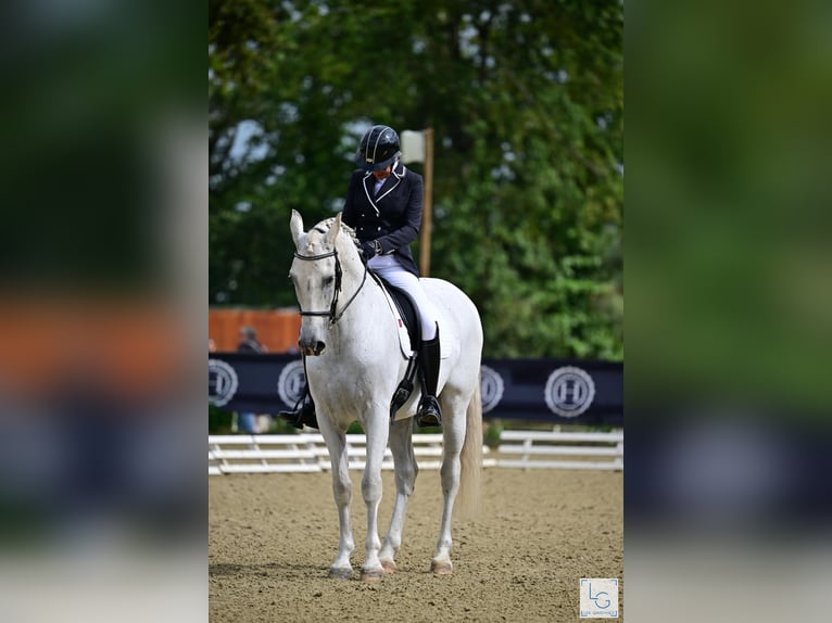 PRE Mestizo Caballo castrado 11 años 168 cm Tordo picazo in Vernantes