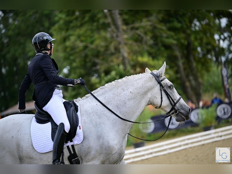 PRE Mestizo Caballo castrado 11 años 168 cm Tordo picazo in Vernantes