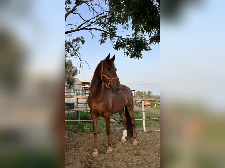PRE Caballo castrado 11 años 170 cm Alazán in Sentmenat