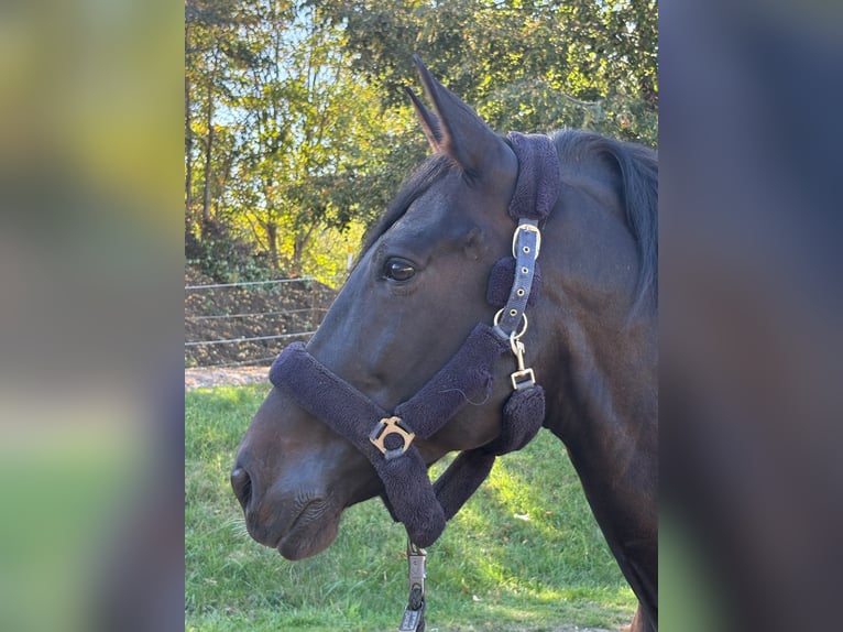 PRE Mestizo Caballo castrado 11 años 170 cm Castaño oscuro in Kempten