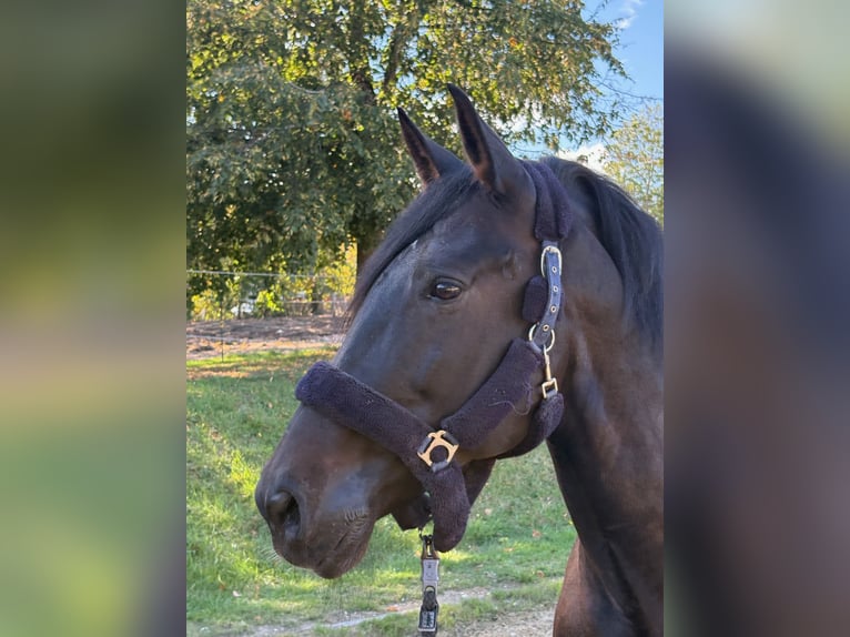 PRE Mestizo Caballo castrado 11 años 170 cm Castaño oscuro in Kempten