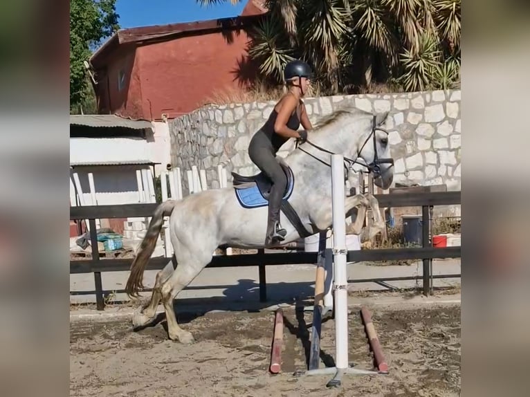 PRE Caballo castrado 11 años 171 cm Musgo in Mijas Andalusien