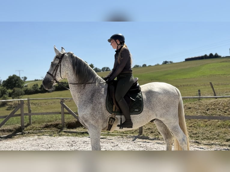 PRE Mestizo Caballo castrado 11 años 172 cm Tordo in Renthendorf