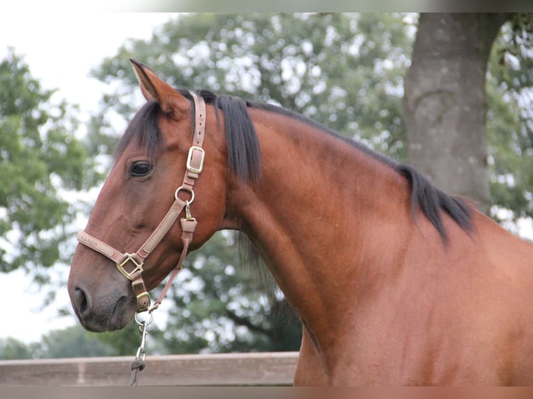 PRE Mestizo Caballo castrado 11 años Castaño in Nistelrode