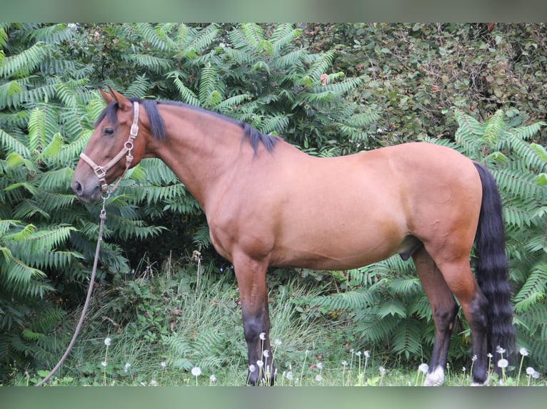 PRE Mestizo Caballo castrado 11 años Castaño in Nistelrode