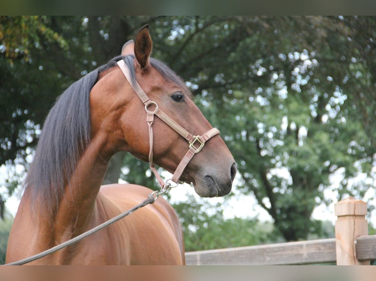 PRE Mestizo Caballo castrado 11 años Castaño in Nistelrode