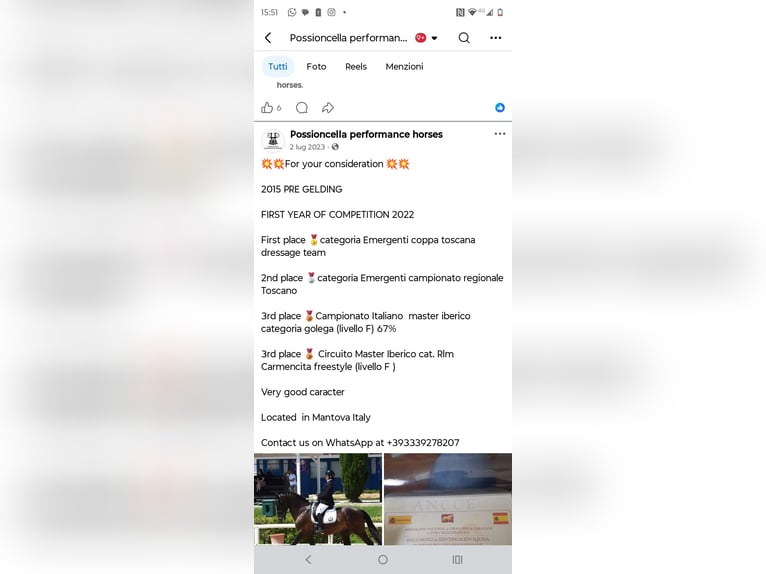 PRE Mestizo Caballo castrado 11 años Negro in Buzzoletto