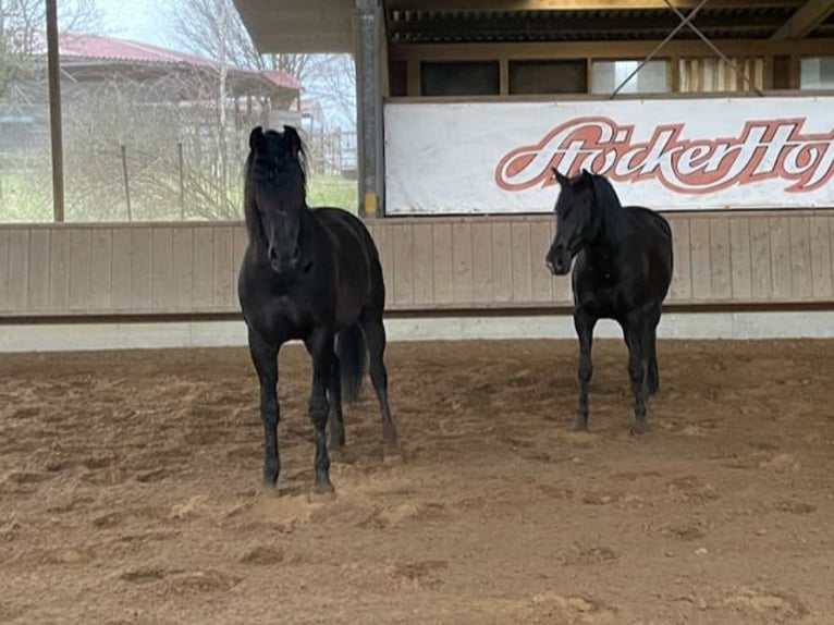 PRE Mestizo Caballo castrado 11 años Negro in Schwalmtal