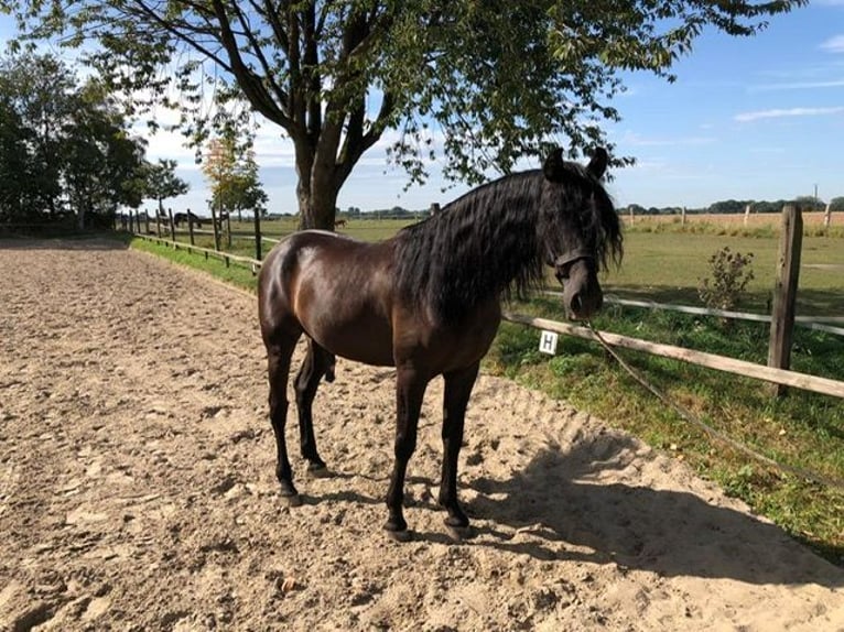 PRE Mestizo Caballo castrado 11 años Negro in Schwalmtal