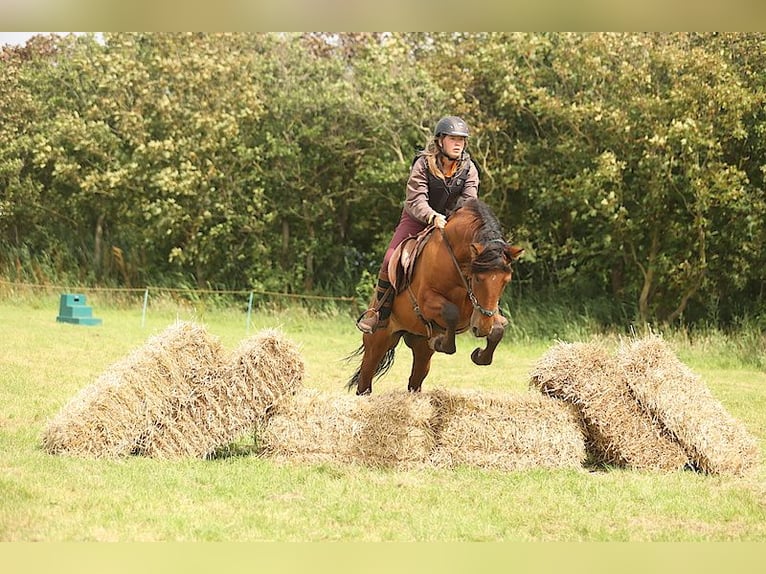 PRE Caballo castrado 12 años 155 cm Castaño in Callantsoog