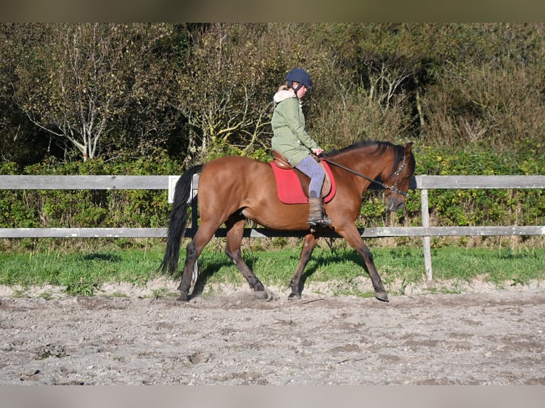 PRE Caballo castrado 12 años 155 cm Castaño in Callantsoog