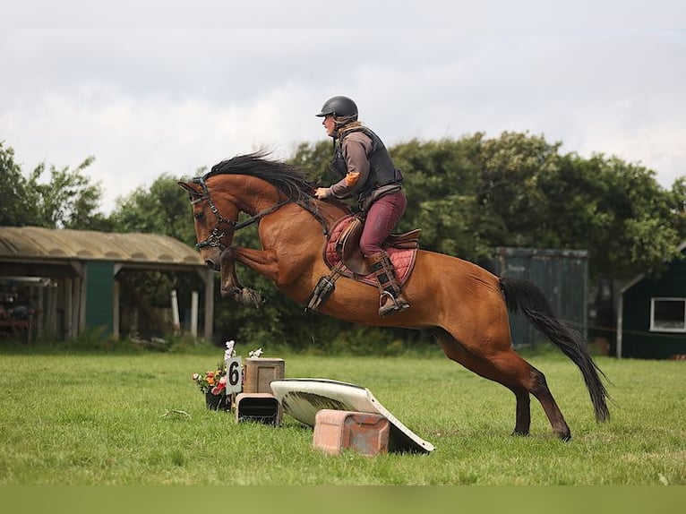 PRE Caballo castrado 12 años 155 cm Castaño in Callantsoog