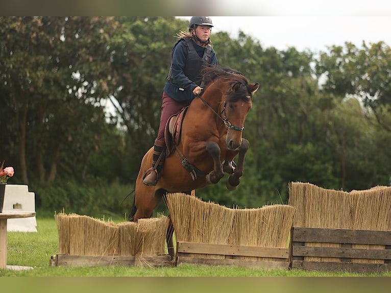 PRE Caballo castrado 12 años 155 cm Castaño in Callantsoog