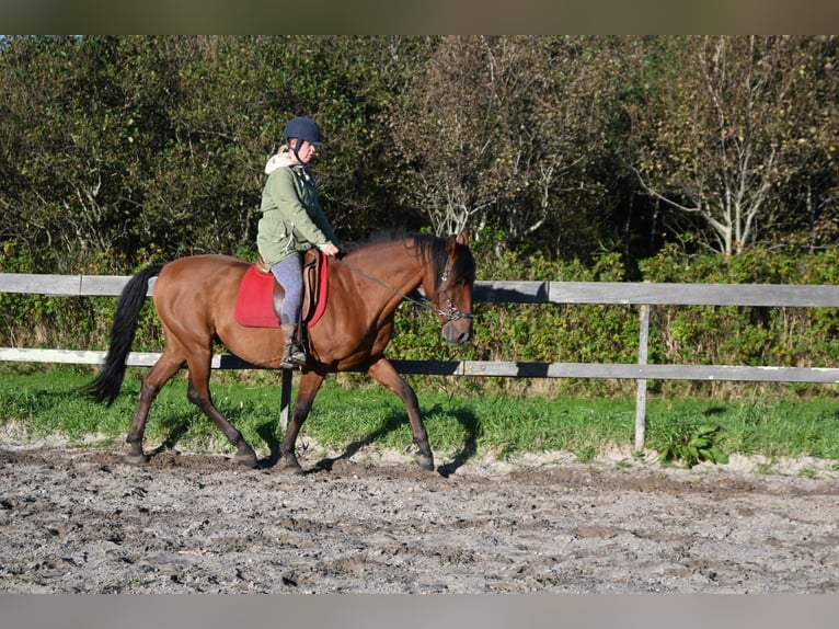 PRE Caballo castrado 12 años 155 cm Castaño in Callantsoog