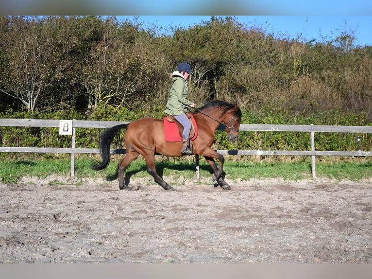 PRE Caballo castrado 12 años 155 cm Castaño in Callantsoog