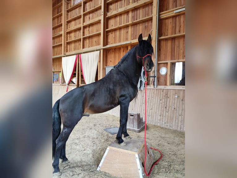 PRE Mestizo Caballo castrado 12 años 155 cm Castaño in Nussdorf