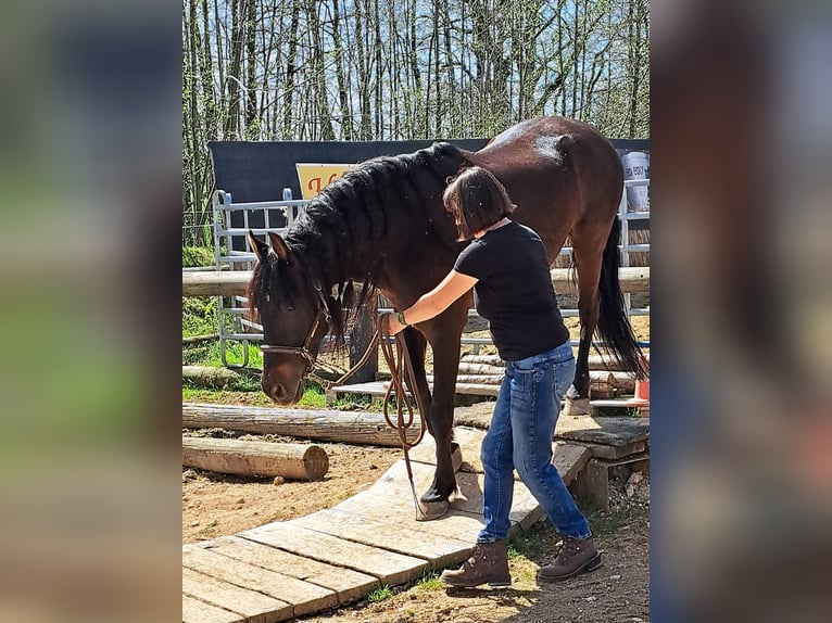 PRE Mestizo Caballo castrado 12 años 155 cm Castaño in Nussdorf