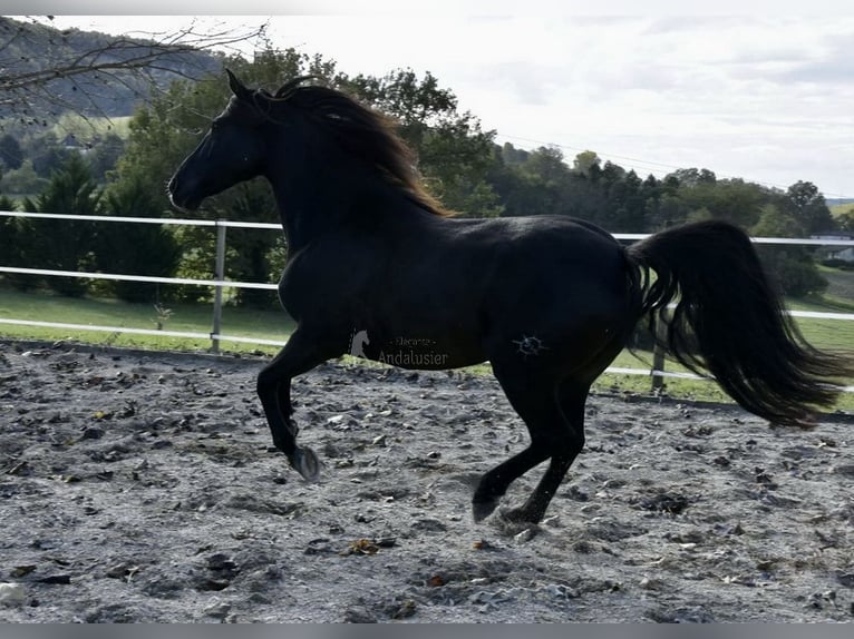 PRE Caballo castrado 12 años 158 cm Negro in Dausse