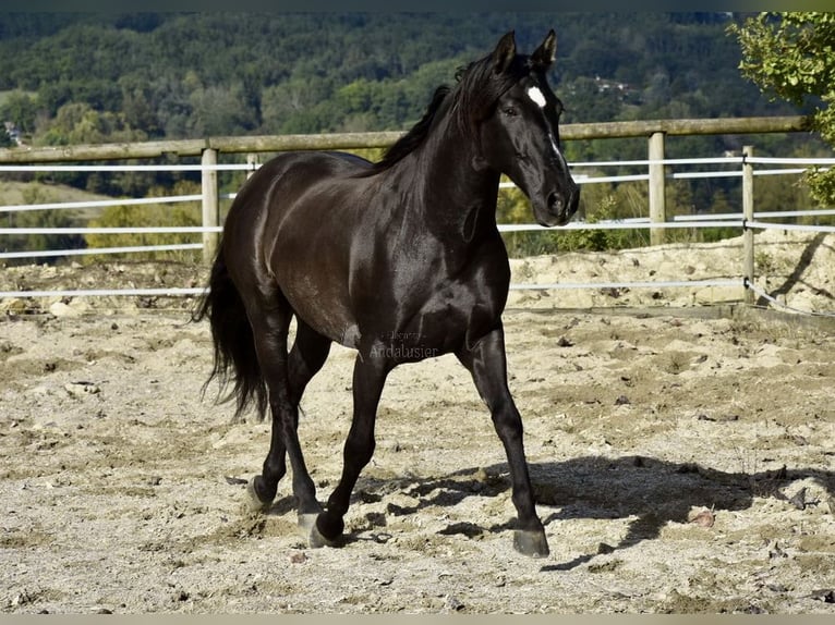 PRE Caballo castrado 12 años 158 cm Negro in Dausse