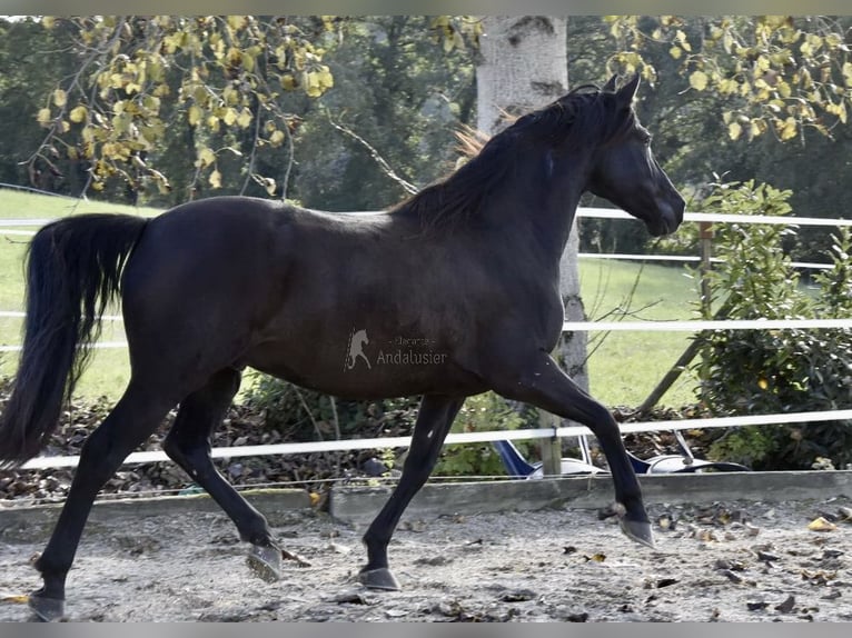 PRE Caballo castrado 12 años 158 cm Negro in Dausse