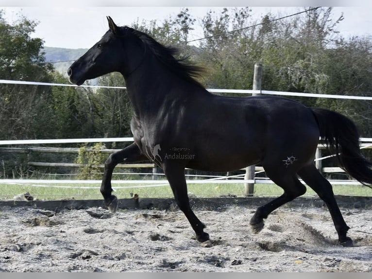 PRE Caballo castrado 12 años 158 cm Negro in Dausse