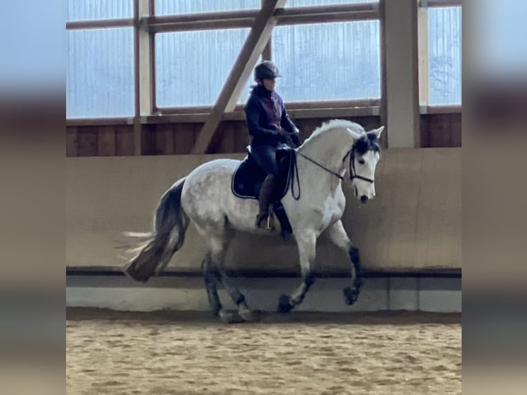 PRE Mestizo Caballo castrado 12 años 158 cm Tordo in Wolnzach