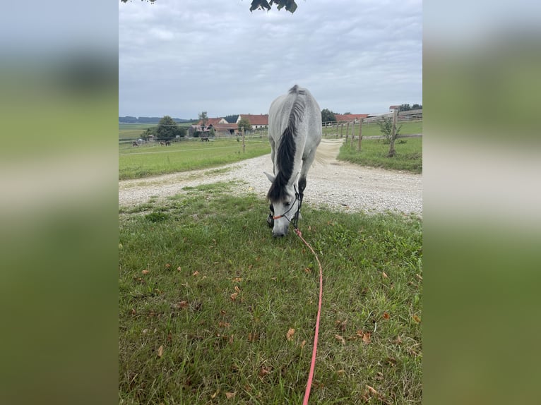 PRE Mestizo Caballo castrado 12 años 158 cm Tordo in Wolnzach