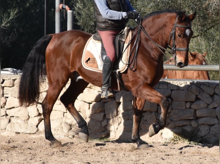 PRE Caballo castrado 12 años 159 cm Castaño in Mallorca