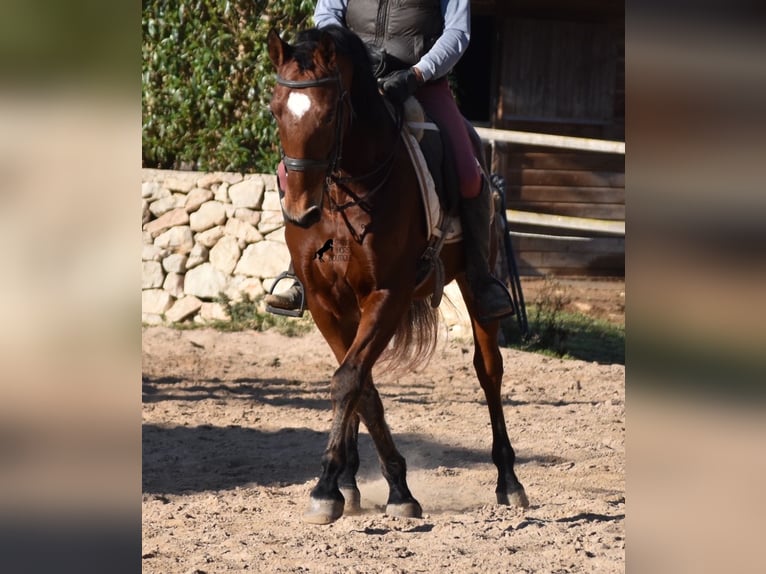 PRE Caballo castrado 12 años 159 cm Castaño in Mallorca