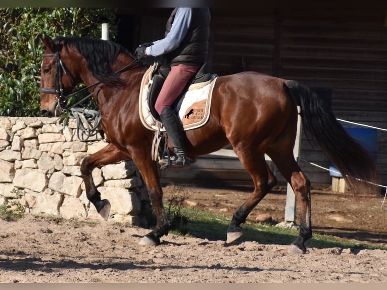 PRE Caballo castrado 12 años 159 cm Castaño in Mallorca