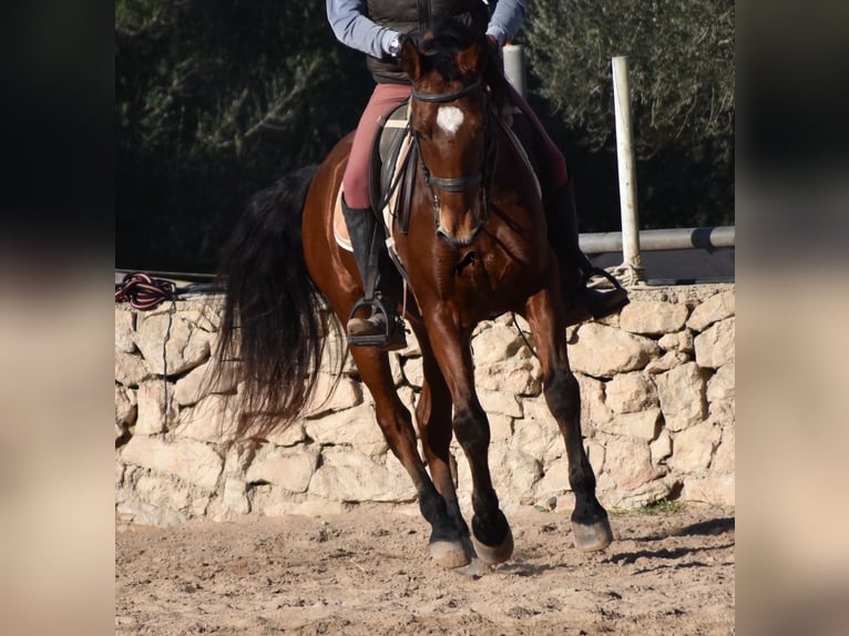 PRE Caballo castrado 12 años 159 cm Castaño in Mallorca