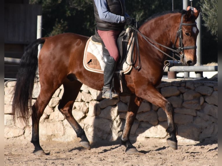 PRE Caballo castrado 12 años 159 cm Castaño in Mallorca