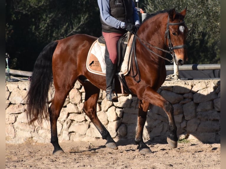 PRE Caballo castrado 12 años 159 cm Castaño in Mallorca