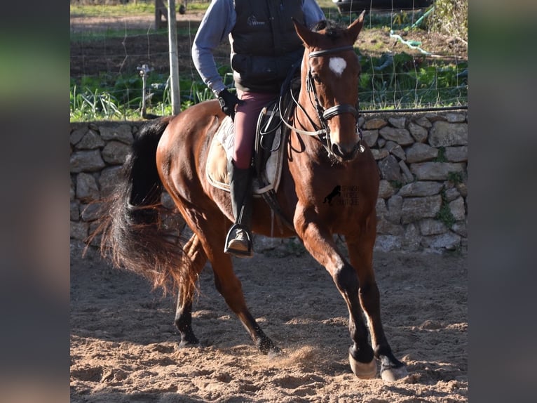 PRE Caballo castrado 12 años 159 cm Castaño in Mallorca