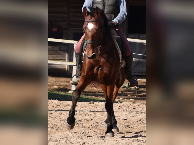 PRE Caballo castrado 12 años 159 cm Castaño in Mallorca