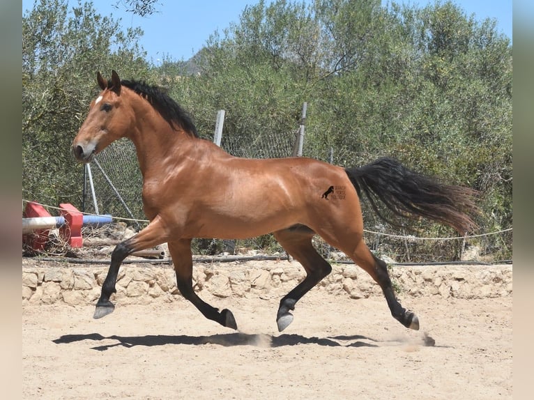 PRE Caballo castrado 12 años 159 cm Castaño in Mallorca