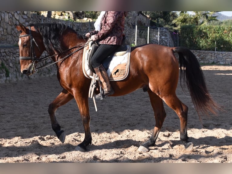 PRE Caballo castrado 12 años 159 cm Castaño in Mallorca