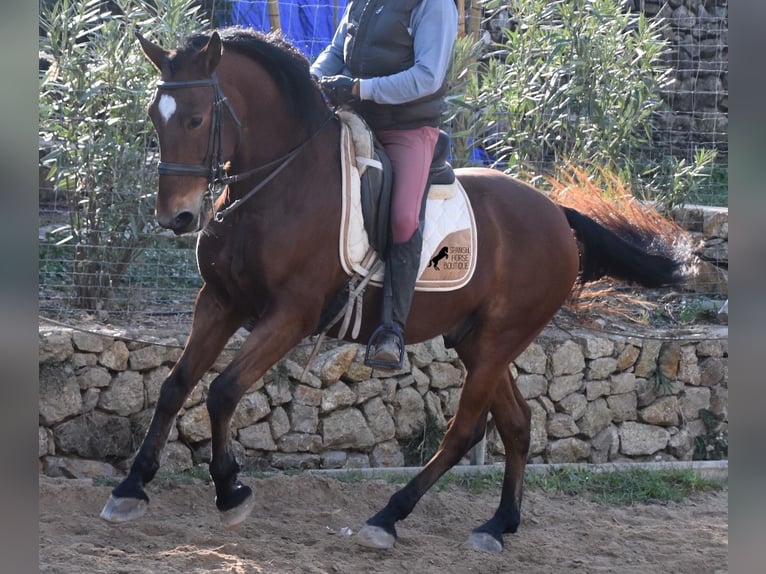 PRE Caballo castrado 12 años 159 cm Castaño in Mallorca