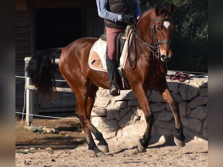 PRE Caballo castrado 12 años 159 cm Castaño in Mallorca