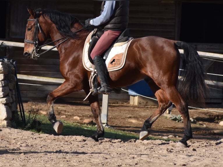 PRE Caballo castrado 12 años 159 cm Castaño in Mallorca