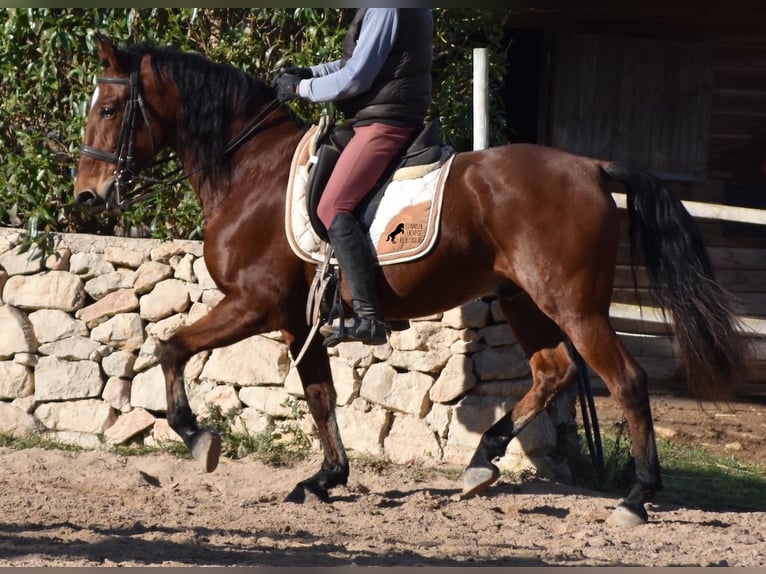 PRE Caballo castrado 12 años 159 cm Castaño in Mallorca