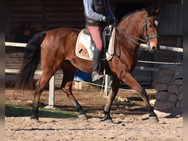 PRE Caballo castrado 12 años 159 cm Castaño in Mallorca