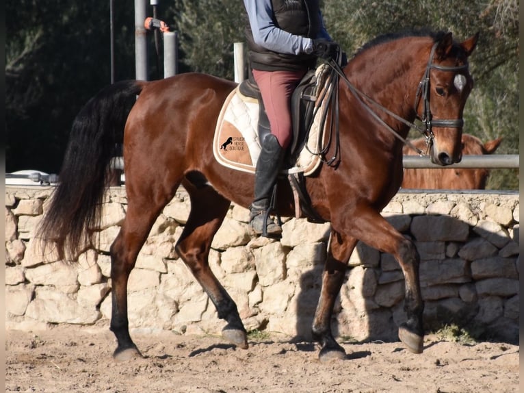 PRE Caballo castrado 12 años 159 cm Castaño in Mallorca