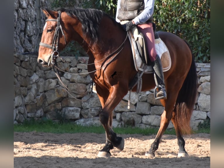 PRE Caballo castrado 12 años 159 cm Castaño in Mallorca