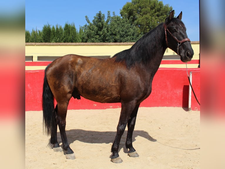 PRE Mestizo Caballo castrado 12 años 160 cm Castaño in Rafelguaraf