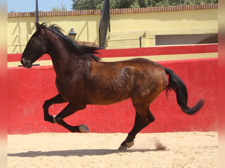 PRE Mestizo Caballo castrado 12 años 160 cm Castaño in Rafelguaraf