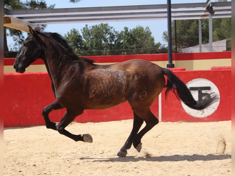 PRE Mestizo Caballo castrado 12 años 160 cm Castaño in Rafelguaraf