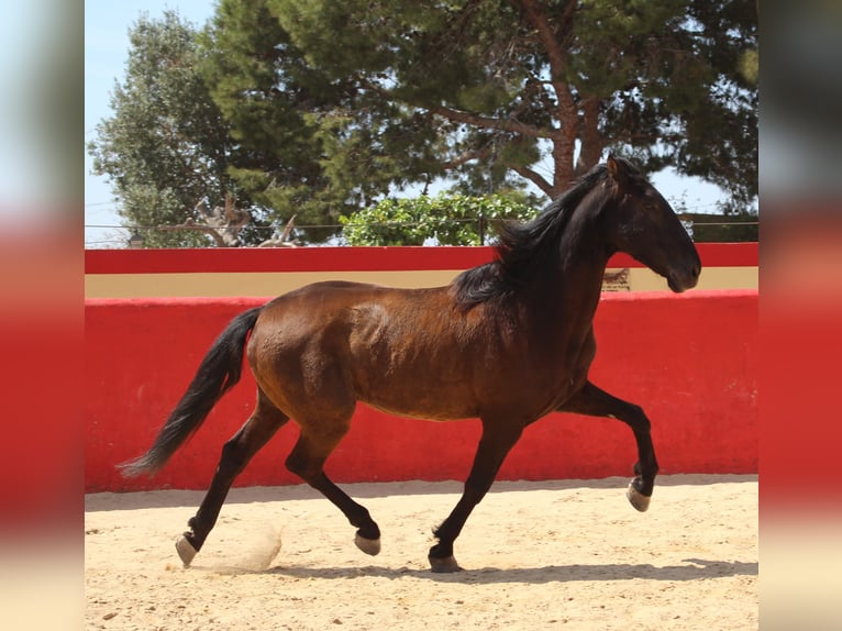 PRE Mestizo Caballo castrado 12 años 160 cm Castaño in Rafelguaraf