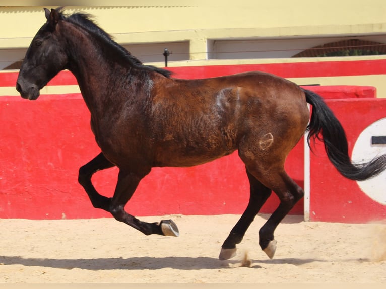 PRE Mestizo Caballo castrado 12 años 160 cm Castaño in Rafelguaraf